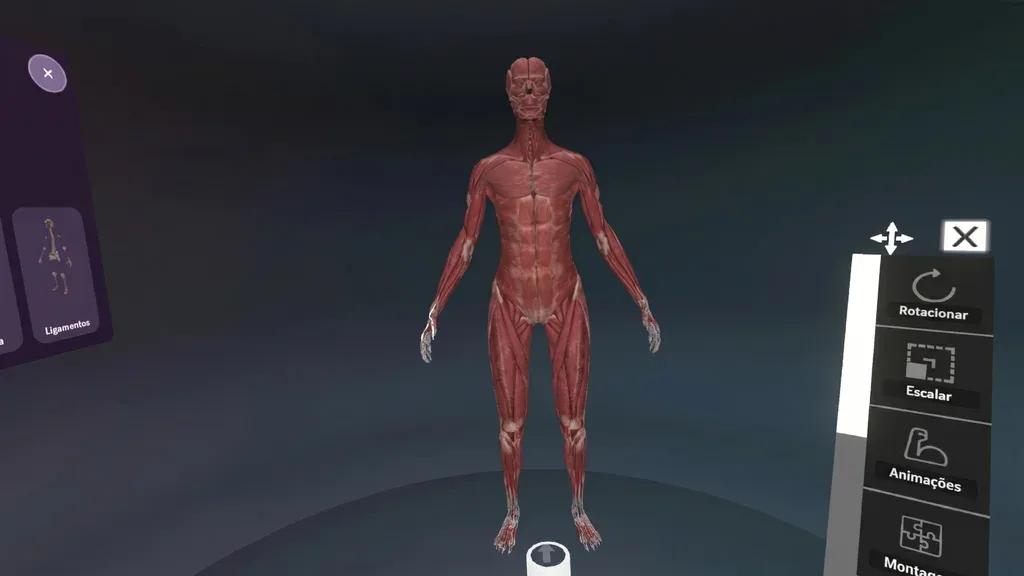 Anatomia