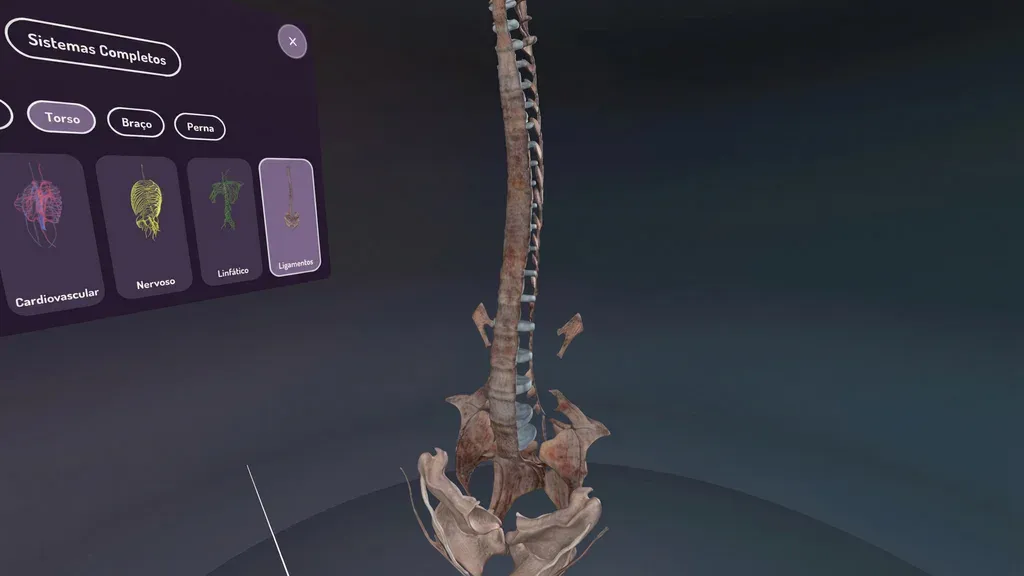 Anatomia