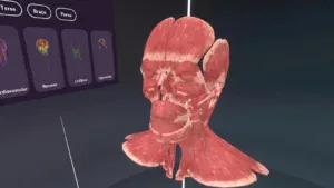Anatomia